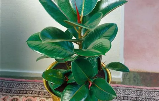 Gummibaum