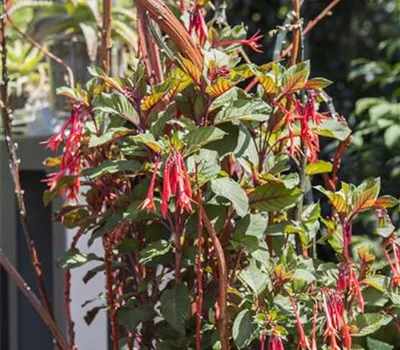 Fuchsien überwintern - Rückschnitt und Pflege