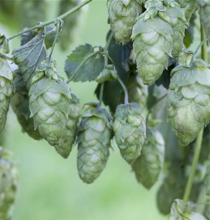 Wilder Hopfen