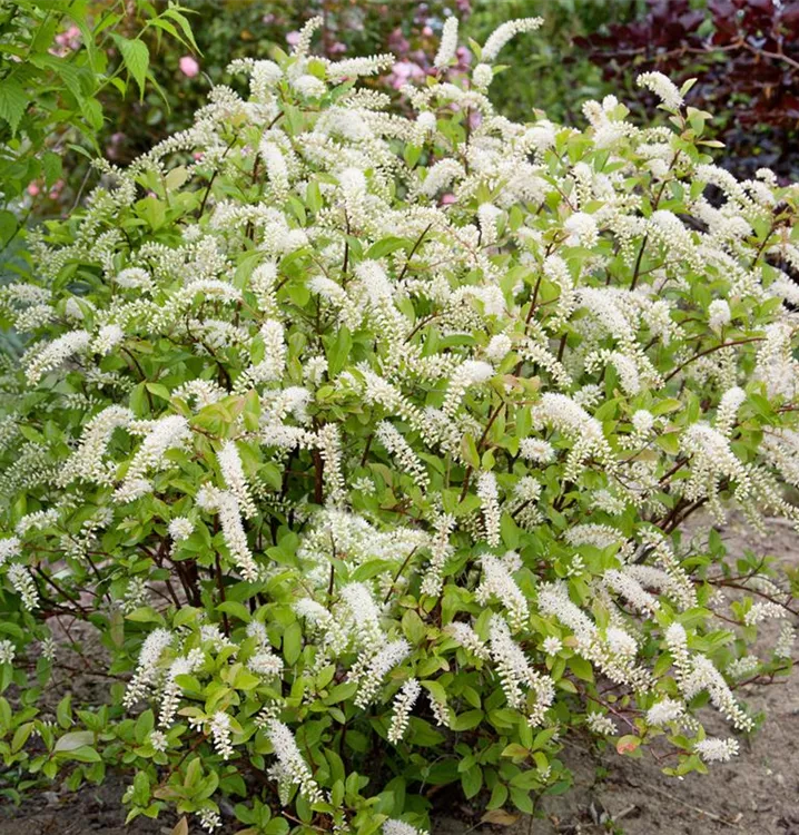 Amerikanische Rosmarinweide