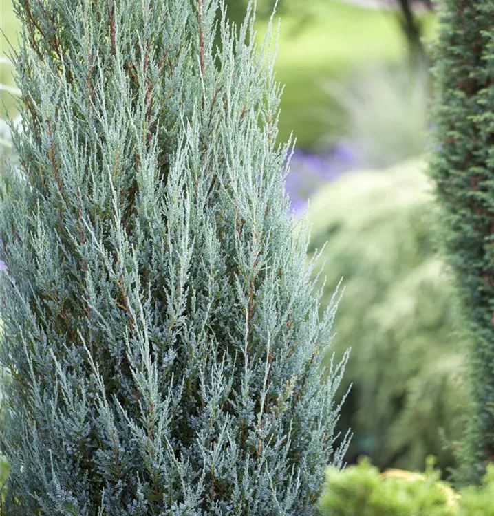 Virginischer Wacholder 'Blue Arrow'