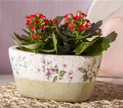 Zimmerpflanzen richtig platzieren