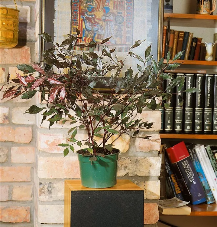 Holunderartige Leea 'Burgundy'