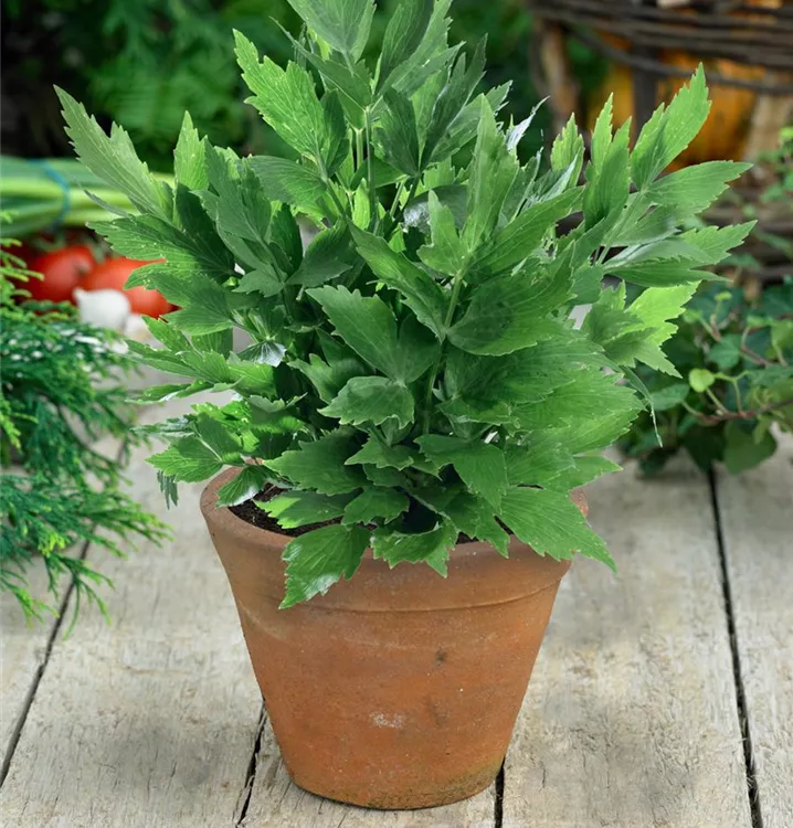 Liebstöckel 'Verino'