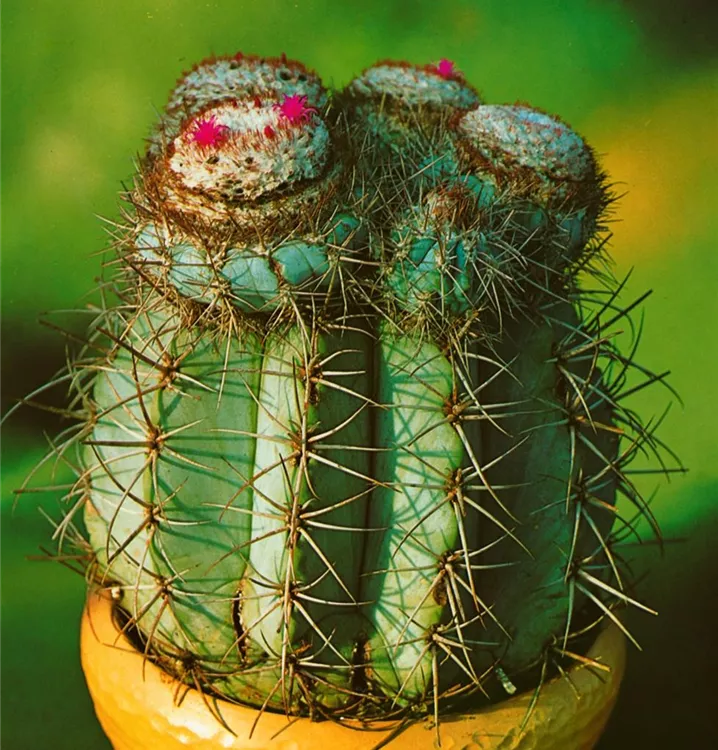 Melonenkaktus