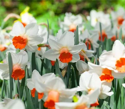 Alpenveilchen als Highlight in Haus und Garten