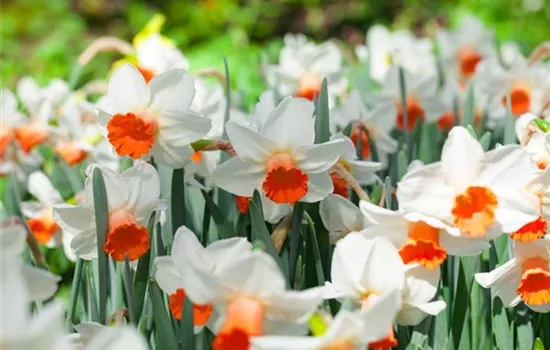 Alpenveilchen als Highlight in Haus und Garten