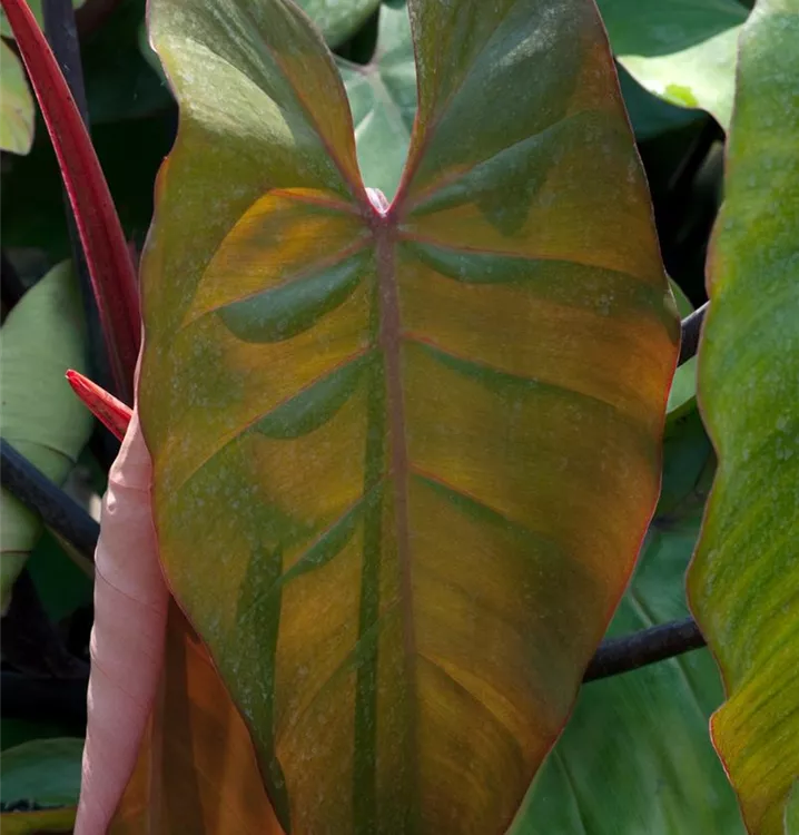 Philodendron