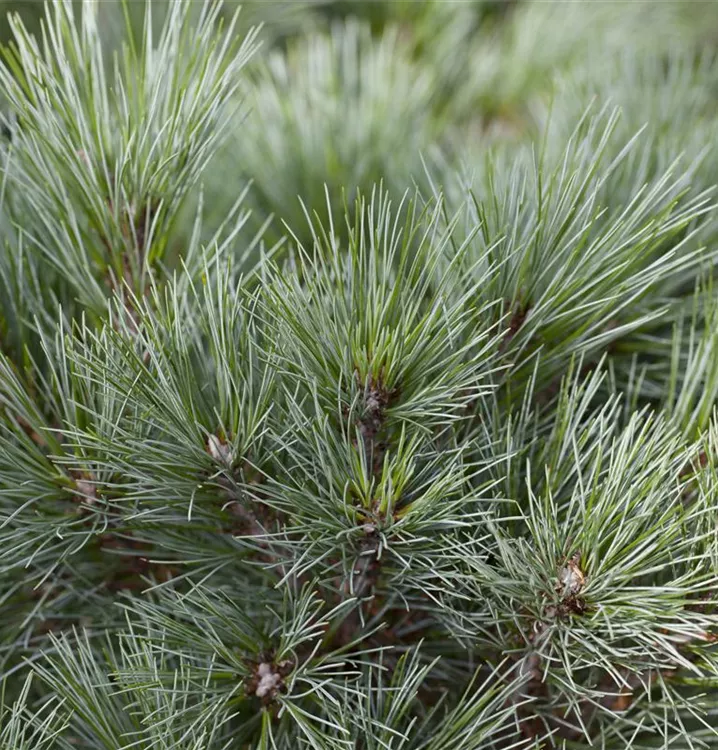 Streichelkiefer 'Radiata'