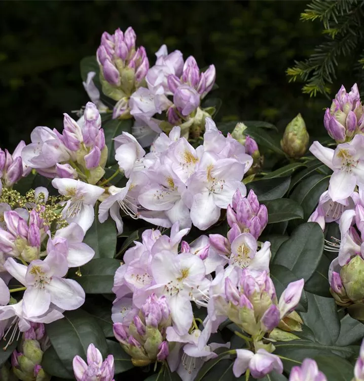 Rhododendron-Hybride 'Gomer Waterer'