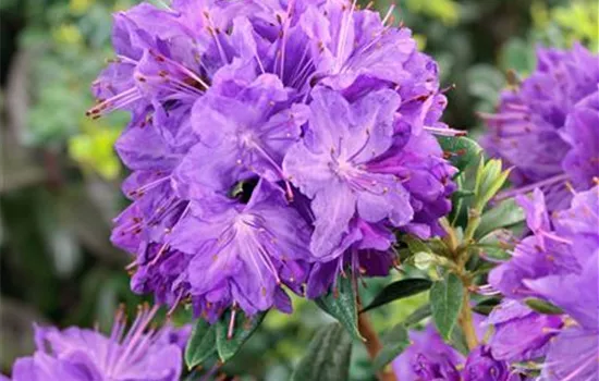 Rhododendron russatum