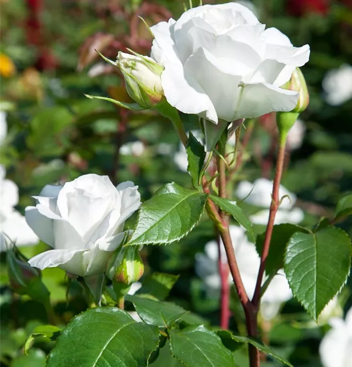 Edelrose 'Annapurna'®