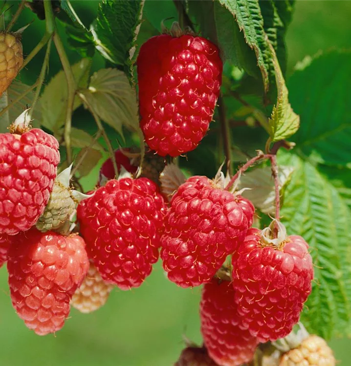 Himbeere 'Himbo-Top'®